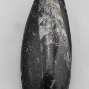 Polished Orthoceras Fossil  ORF1