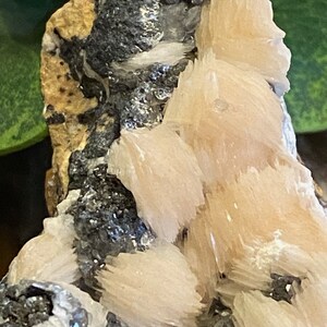 May include: A cluster of pink selenite crystals with a gray and black matrix. The selenite crystals are long and thin, and they have a silky luster.