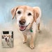 CUSTOM PAINTING from Photo, Pets, Dogs, People, Family, Children, Hand Painted Digitally with Textured Acrylic Oil Canvas, Drawing Portrait 