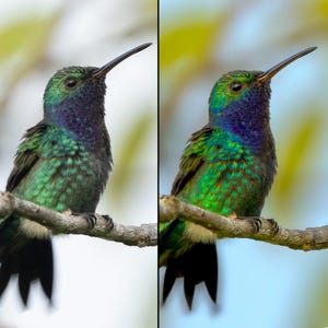 Może przedstawiać: Zbliżenie kolibra siedzącego na gałęzi. Ptak ma opalizujące zielone pióra na ciele i ciemnofioletową głowę. Jego długi, smukły dziób jest czarny, na rozmytym tle.