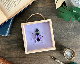 Papercut Purple Beetle | Entomology Art | Paper sculpture | Framed Art | Paper Cut Insect | Entomology Without Death | Artificial Insect