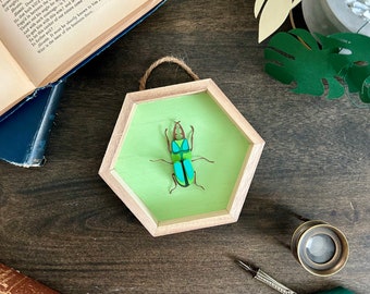 Papercut Green Beetle | Entomology Art | Paper sculpture | Framed Wall Art | Paper Cut Insect | Entomology Without Death | Artificial Insect