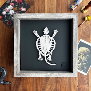 May include: A white paper cutout of a turtle skeleton in a grey wooden frame with a black background. The frame has a small black circle with the text "VC2" in white.