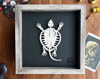 Paper Cut Turtle Skeleton | Framed Turtle Skeleton | Fake Turtle Skeleton | Realistic Turtle Skeleton | Dark Academia Decor | Curio Decor