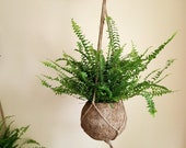 Boston Fern Kokodama Hanging Planter - plant kokodama pot hanger planter