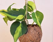 Small Philodendron Scandens Brasil Kokodama Hanging Planter - plant kokodama pot hanging planter