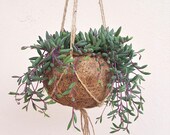 Purple Flush Senecio Herreianus Kokodama Hanging Planter - plant kokodama pot hanging planter