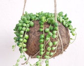 Mini String of Pearls Kokodama Hanging Planter - plant kokodama pot 12 cm diameter hanging planter