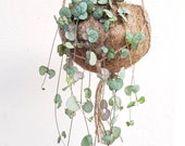 Large String of Hearts (Ceropegia Woodii) Kokodama Hanging Planter - plant kokodama pot 15 cm diameter hanger planter