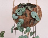 String of Hearts (Ceropegia Woodii) Kokodama Hanging Planter - plant kokodama pot hanger planter