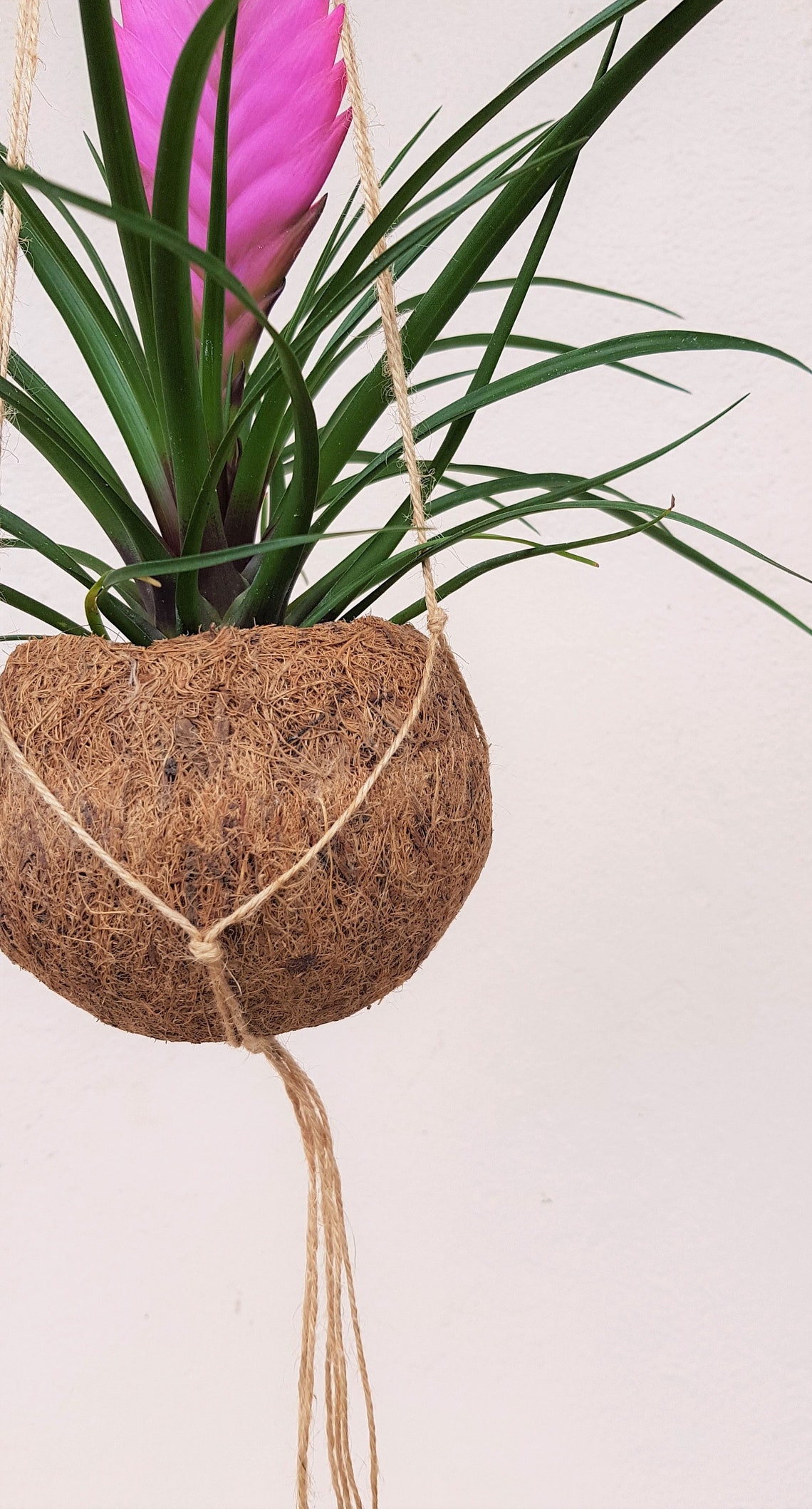 Tillandsia Kokedama Hanging Planter plant kokedama pot Etsy
