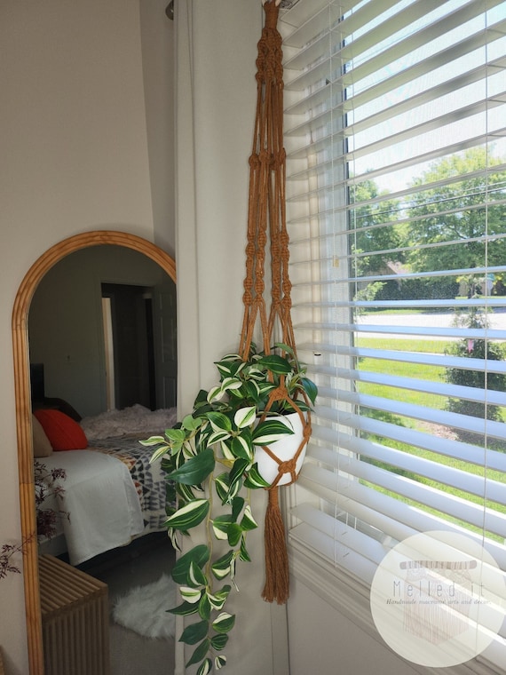 bicolor philodendron Philodendron ruizii (aff bicolor) | Plants