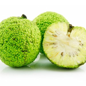 Hedge Apples, Osage Oranges, 100 Percent Organic Insect,and Spider Repellent,With Free Pair of Garden Gloves (12, 18, 25)