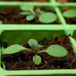 May include: Close-up of a green plastic seedling tray with a single green plant growing in one of the cells. The plant has several small leaves and is surrounded by brown soil.