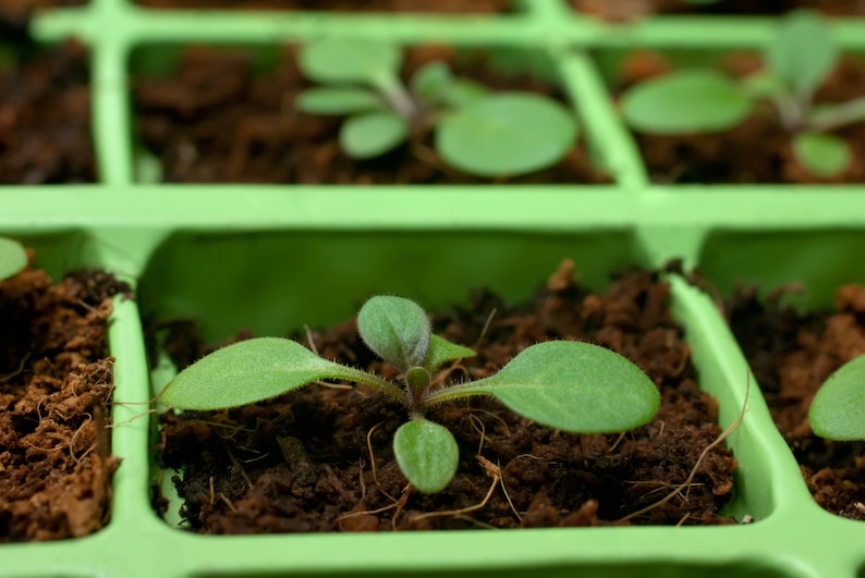 May include: Close-up of a green plastic seedling tray with a single green plant growing in one of the cells. The plant has several small leaves and is surrounded by brown soil.