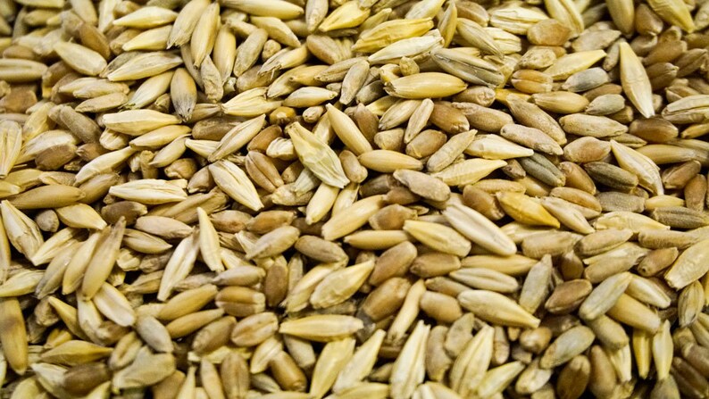 Thunder Acres Cat Grass Blend Wheat Barley Oats and Rye | Etsy