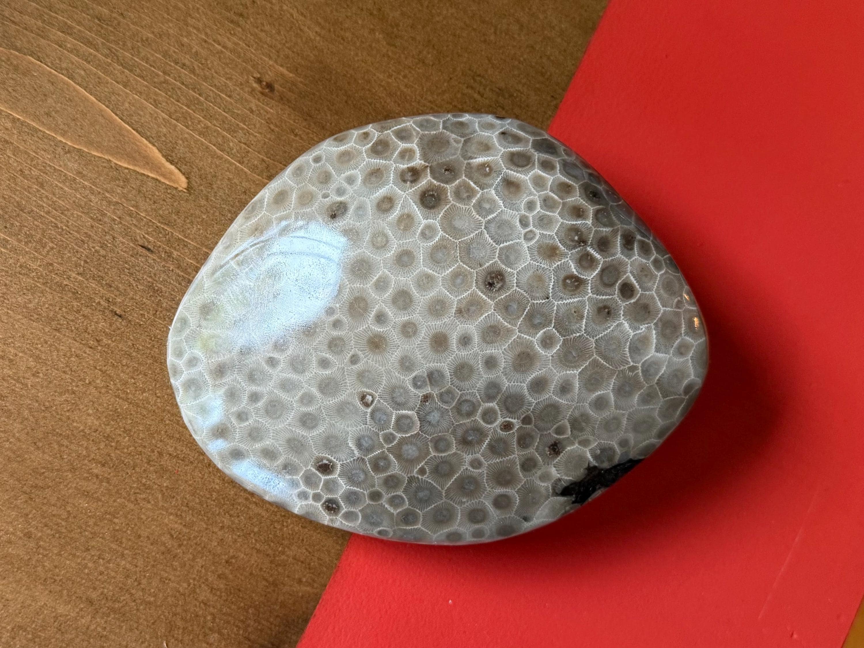 Once in a lifetime Petoskey Stone - gorgeous full coral head!