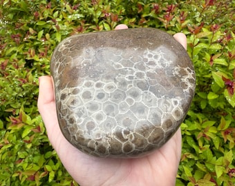 LARGE Petoskey Stone & Matrix