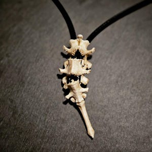 Puede incluir: Un collar con un colgante en forma de columna vertebral de color hueso, suspendido de un cordón negro. El colgante, con vértebras visibles, tiene un aspecto detallado y texturizado, con un extremo puntiagudo. El fondo es una superficie oscura y texturizada.