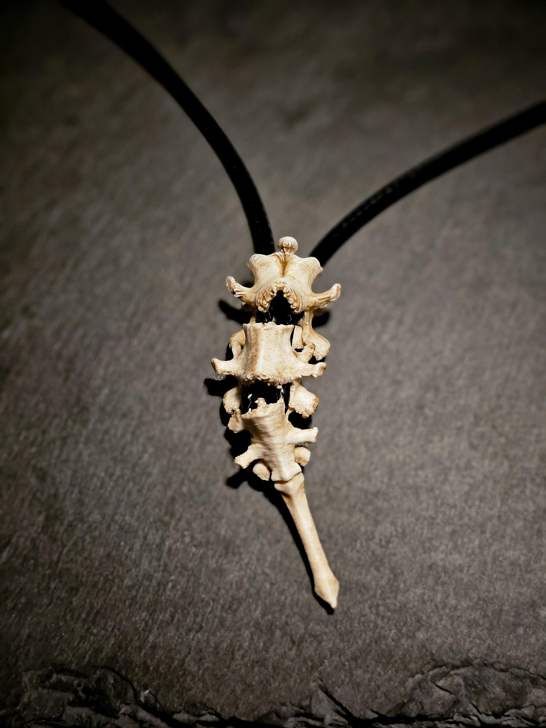 Vertebrae Spinal Pendant | Modular Skeleton Bone Cord Necklace | 3