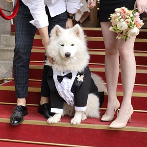 Klassischer schwarzer Hunde Fliege mit Jabots - Hundehochzeit - Hundefliege im Boutonniere - DressCode - Bark&Go - Hundehochzeit
