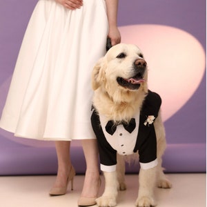 May include: A white dress with a golden retriever wearing a black tuxedo with a white bow tie and a small flower on the lapel.
