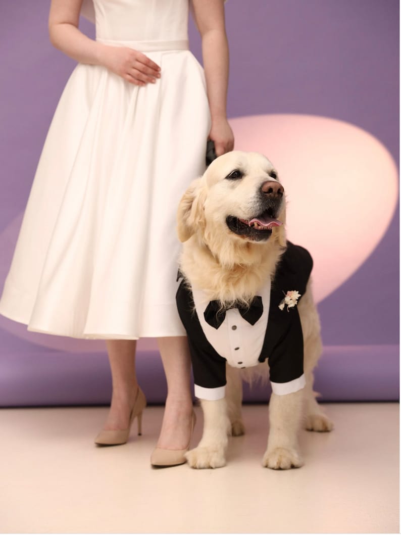 May include: A white dress with a golden retriever wearing a black tuxedo with a white bow tie and a small flower on the lapel.
