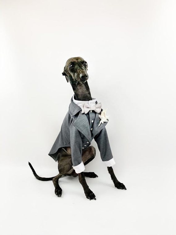 Classic Gray Dog Tuxedo Dog Wedding Dog Bow Tie Flower | Etsy