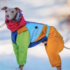 May include: A dog wearing a colorful, insulated jumpsuit. The jumpsuit features panels of red, purple, blue, green, and orange. The dog is standing in the snow, with its head and ears visible above the high collar of the jumpsuit.