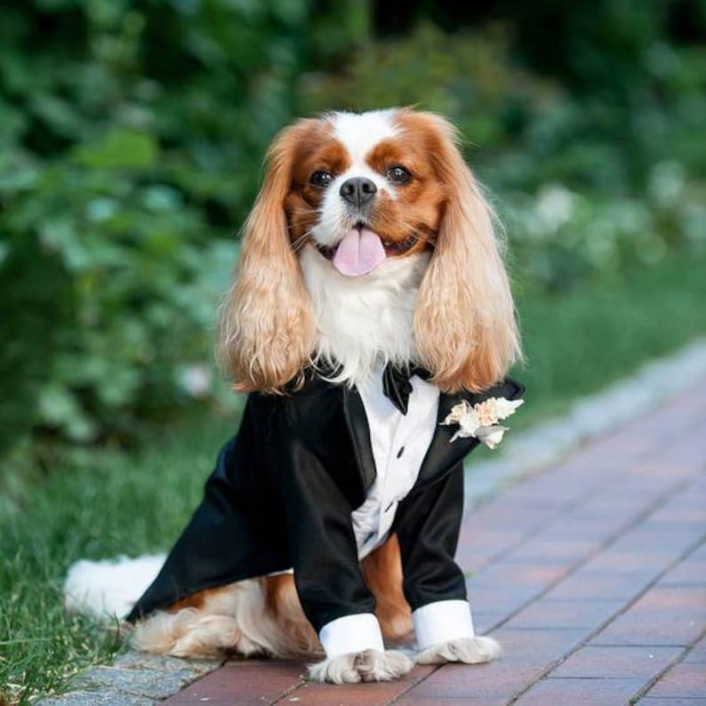 Custom Dog Wedding Tuxedo – Black Suit with Bow Tie, Formal Pet Outfit, Groom Dog Outfit, Made to Measure image 7