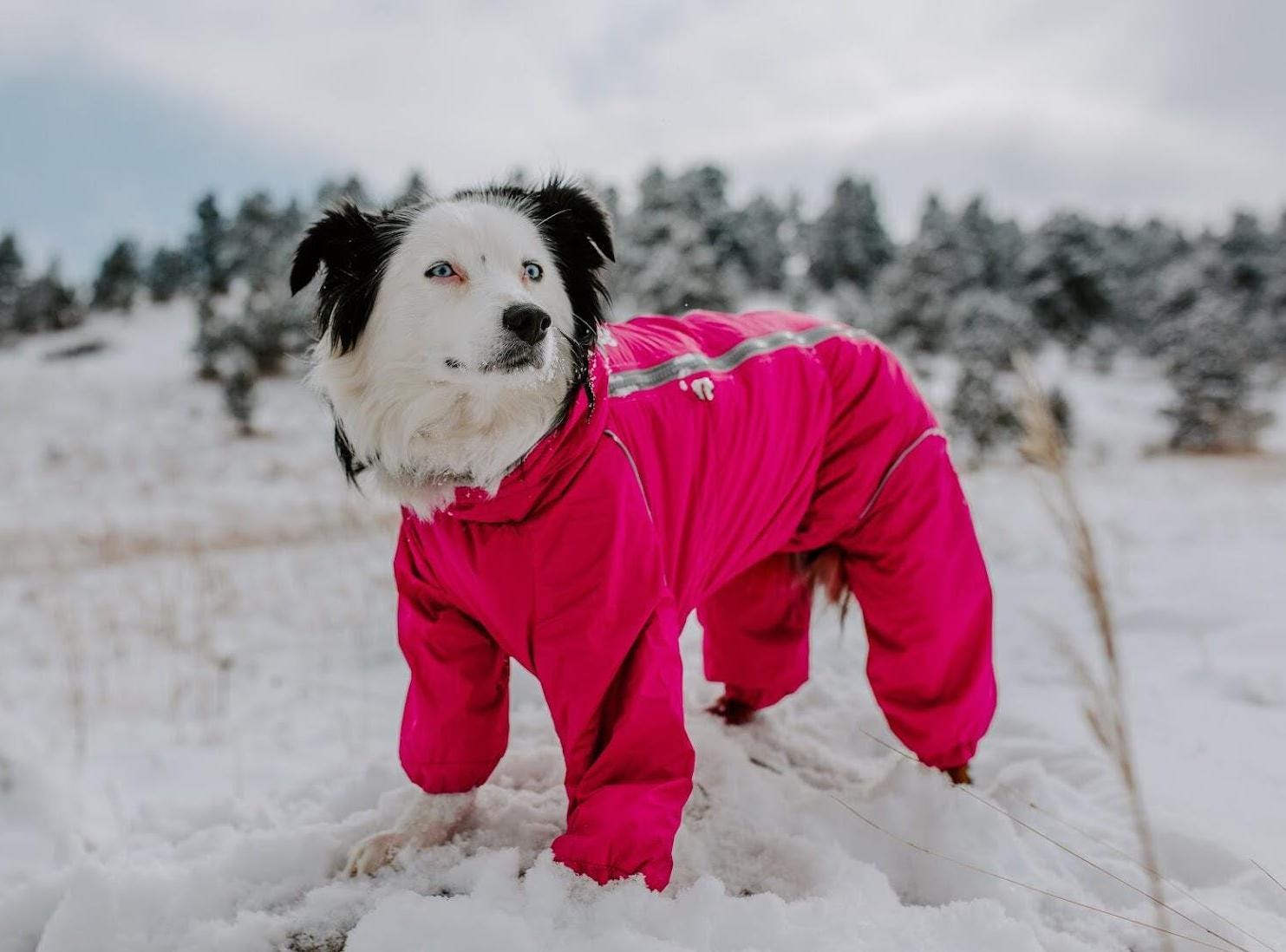 Dog Snowsuit | Waterproof Dog Winter Rain Coat | Warm Dog Jumpsuit | Cold Weather Dog Gear | Adjustable | All-Breed Sizes | UNISEX
