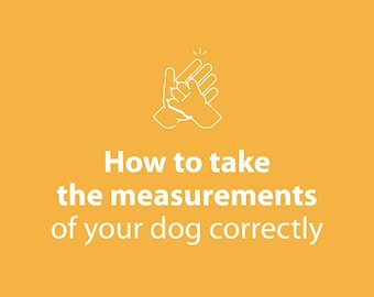 How To Take The Measurements Of Your Dog Correctly