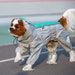 see more listings in the Dog Membrane Raincoats  section