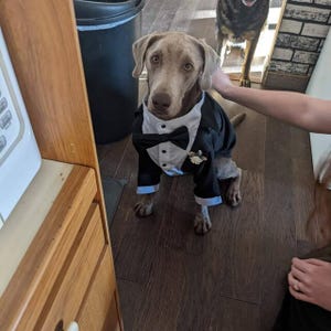 Custom Dog Wedding Tuxedo – Black Suit with Bow Tie, Formal Pet Outfit, Groom Dog Outfit, Made to Measure image 9