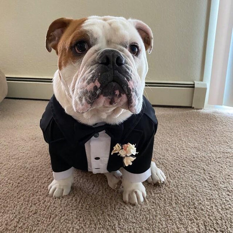 Custom Dog Wedding Tuxedo – Black Suit with Bow Tie, Formal Pet Outfit, Groom Dog Outfit, Made to Measure image 8