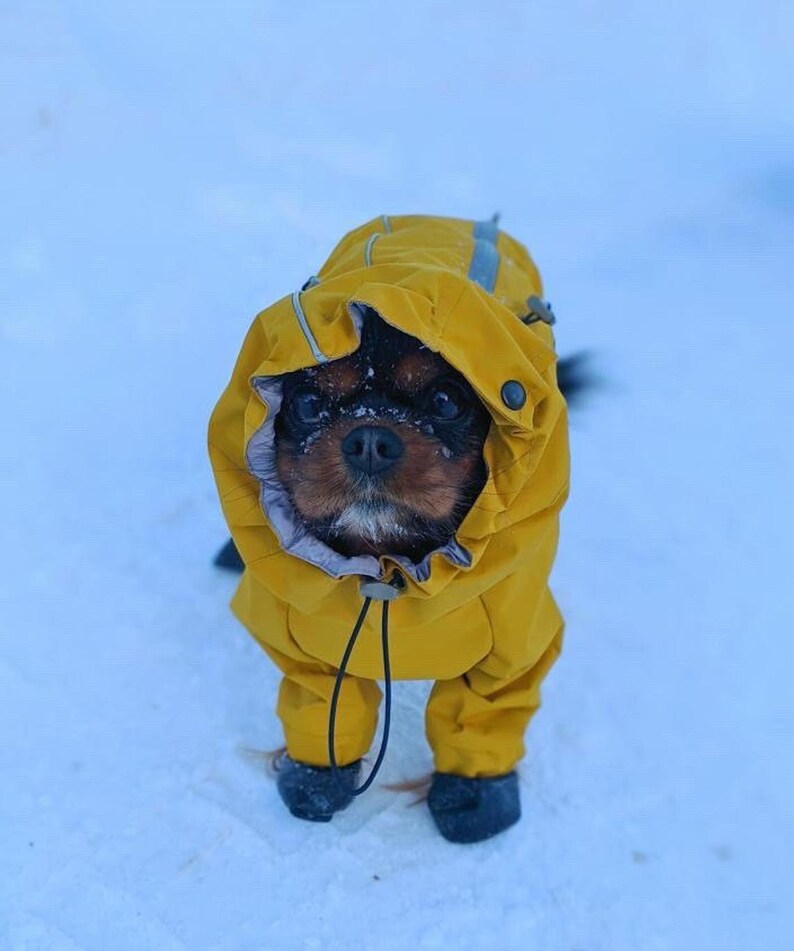 Spaniel Waterproof Dog Raincoat Plain Color MEMBRANE Full Etsy