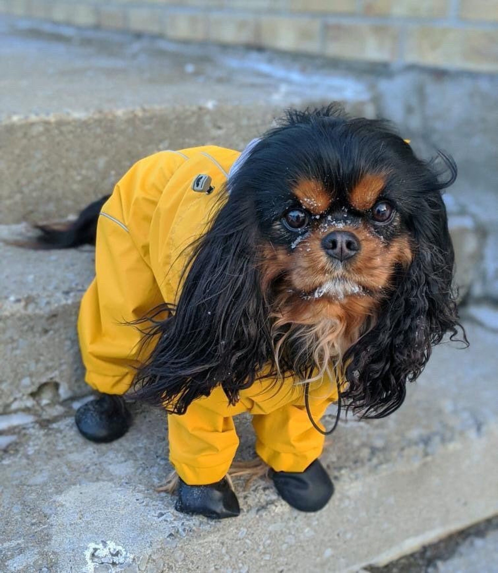 Saffron Spaniel Waterproof Dog Raincoat Plain Color MEMBRANE Etsy