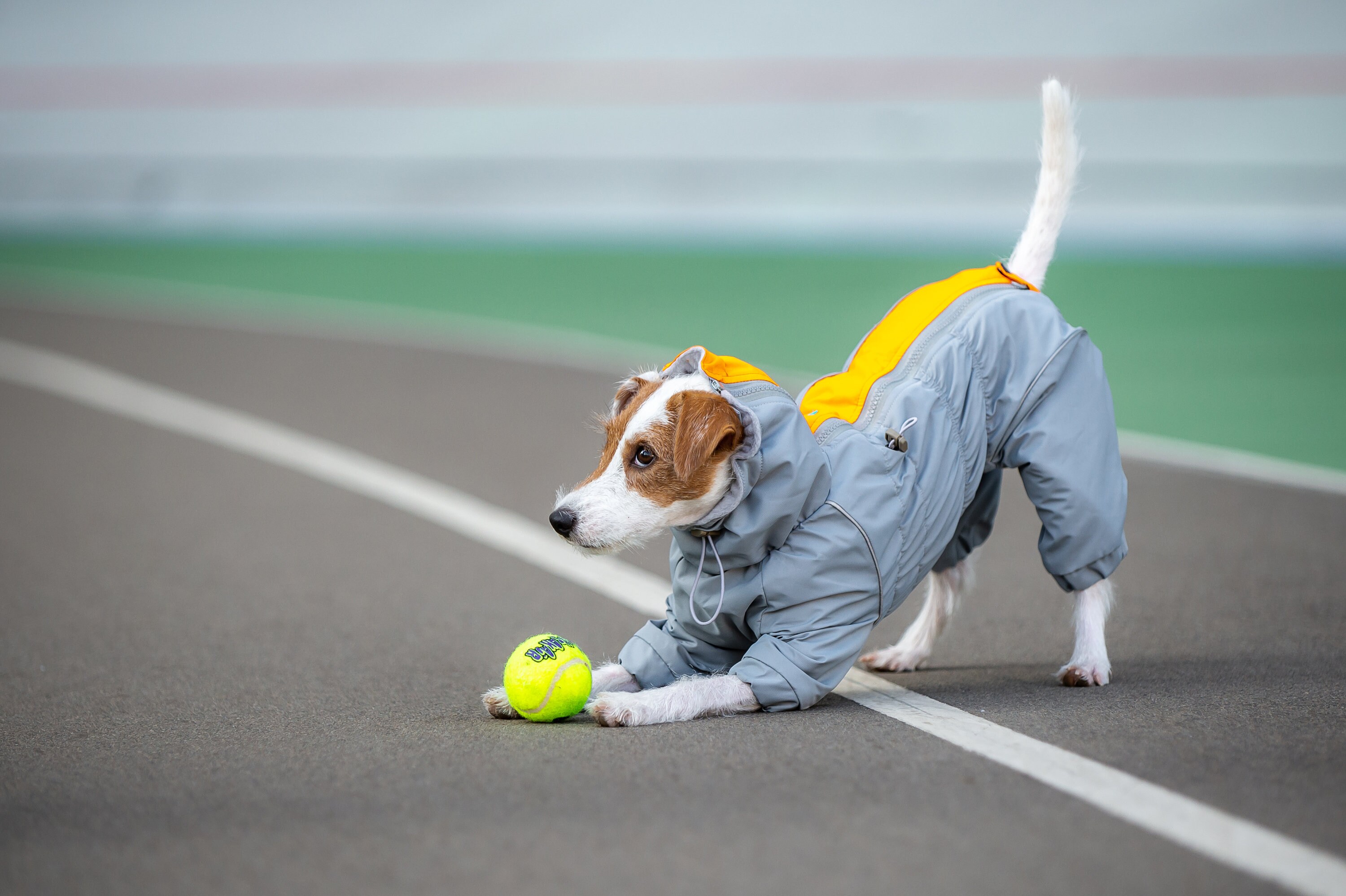 Wasserdichte Hund Regenmantel für alle Rassen MEMBRANE Stoff Etsy