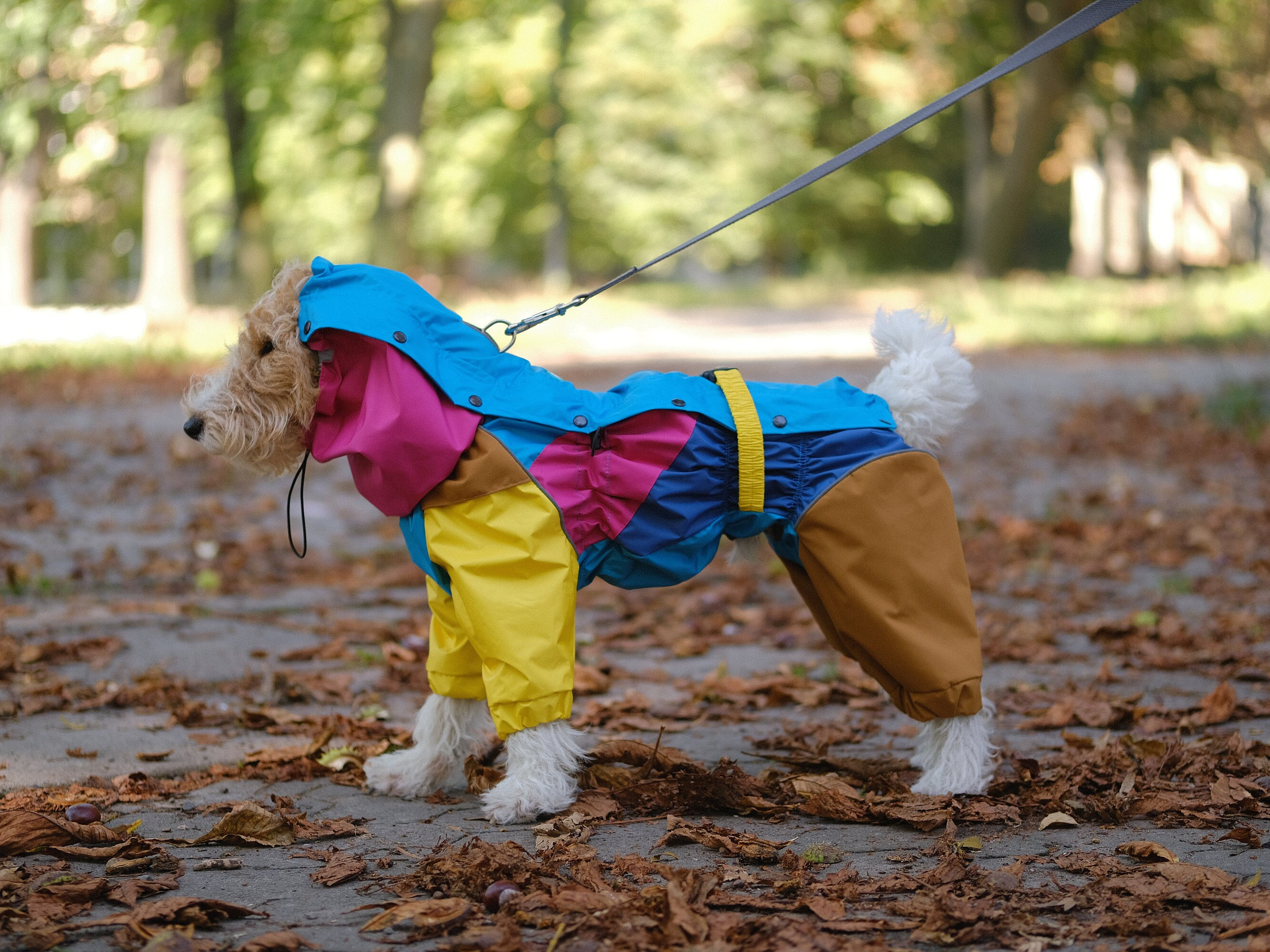 Zoom & Zoomies: Top Toys to Keep Your Dog Busy While You Work