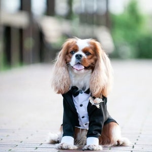 May include: A Cavalier King Charles Spaniel dog wearing a black tuxedo with a white bow tie and a flower on the lapel. The dog is sitting on a brick path and has its tongue sticking out.