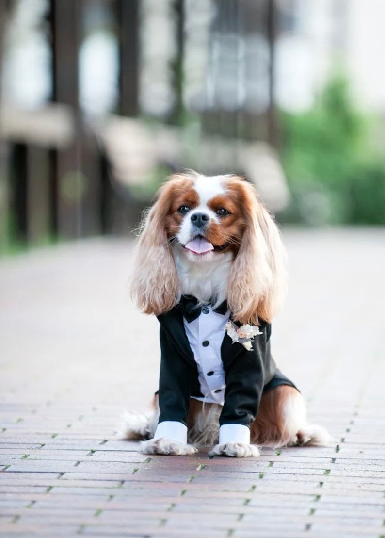 May include: A Cavalier King Charles Spaniel dog wearing a black tuxedo with a white bow tie and a flower on the lapel. The dog is sitting on a brick path and has its tongue sticking out.