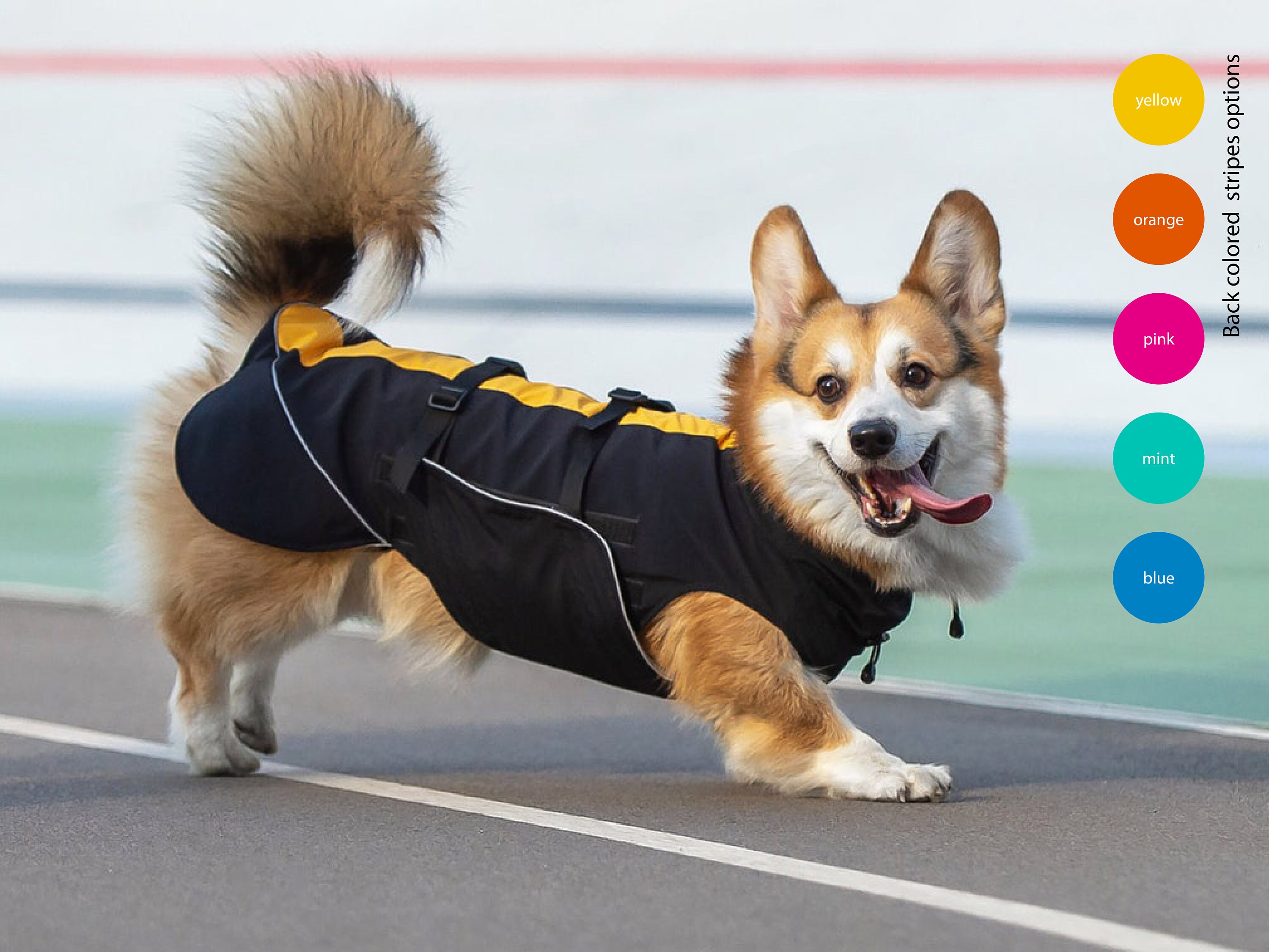 corgi life jacket