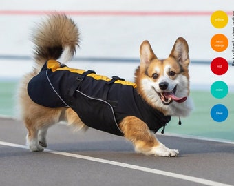 corgi winter coat
