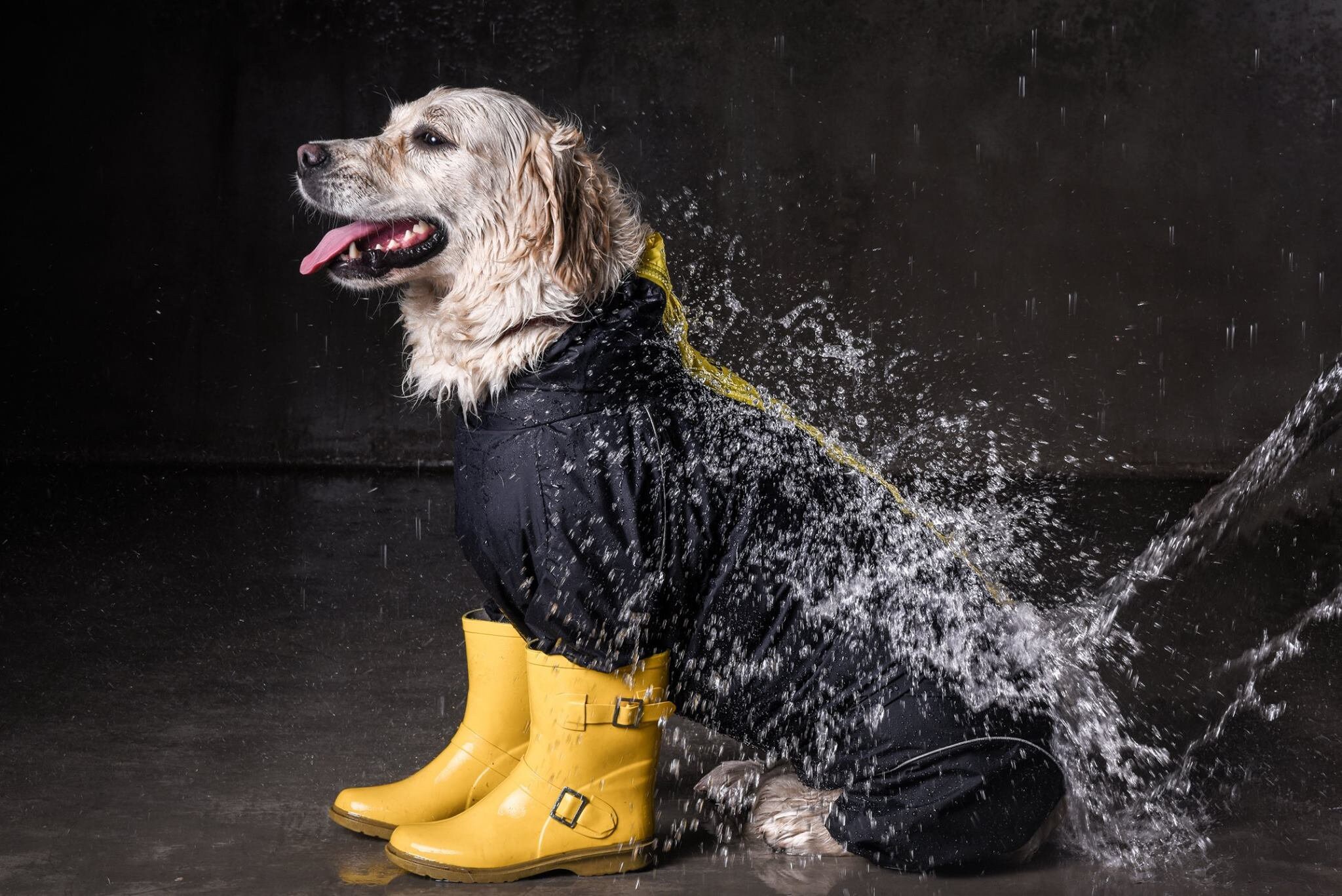 Waterpoof Hund Regenmantel Membran Stoff MESH Futter Etsy