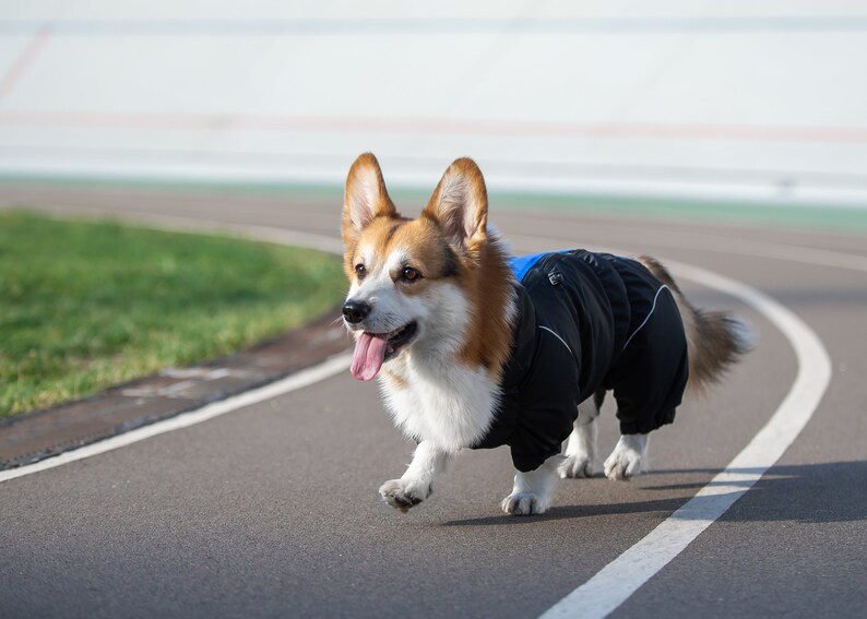 Dachshund / Waterproof Dog Raincoat Full Body Raincoat Etsy