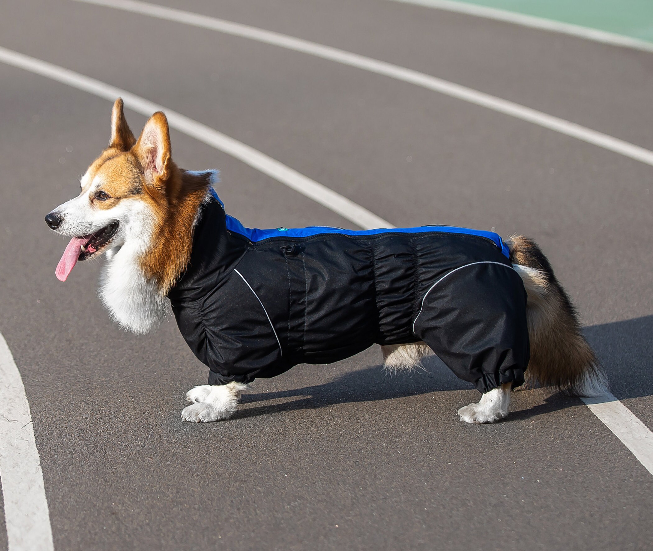 Dachshund / Waterproof Dog Raincoat Full Body Raincoat Etsy