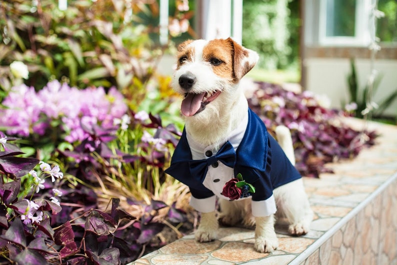 Classic NAVY Dog Tuxedo Black Tie Dog Wedding Bow Tie Flower Boutonniere Dress Code Evening dog outfit Dog BirthdayBark&Go image 1