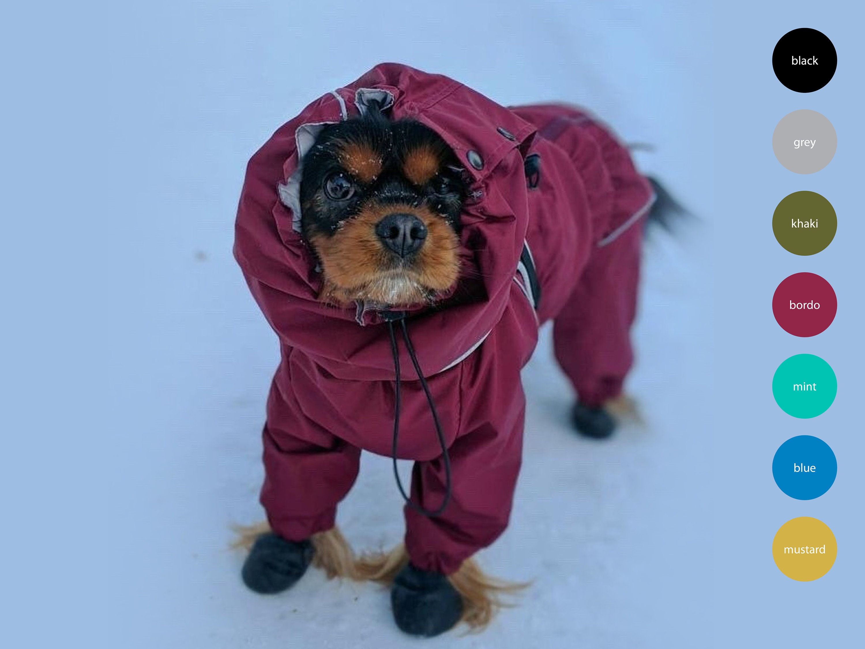 dog boots and jacket