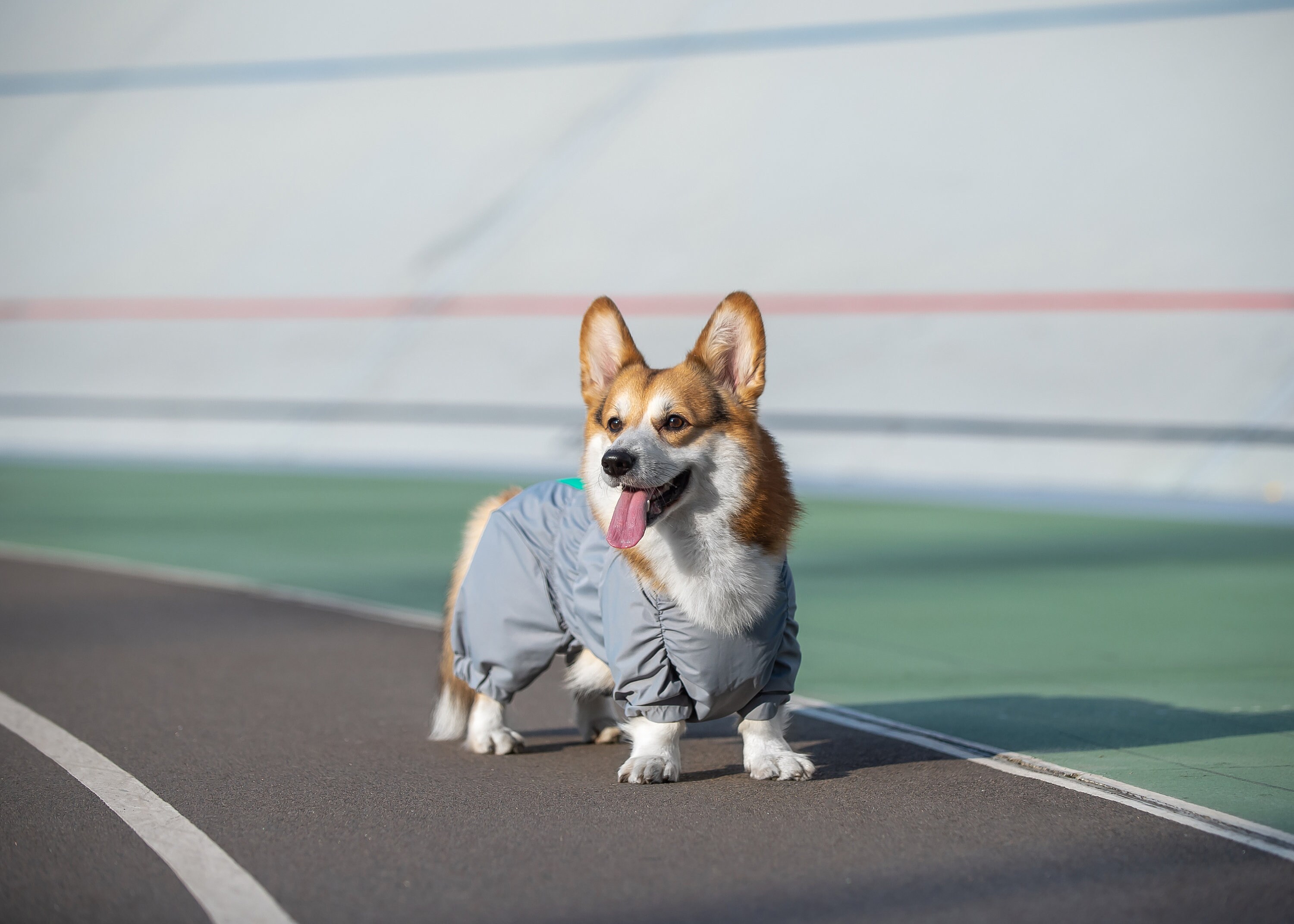 Dachshund / Waterproof Dog Raincoat Full Body Raincoat Etsy