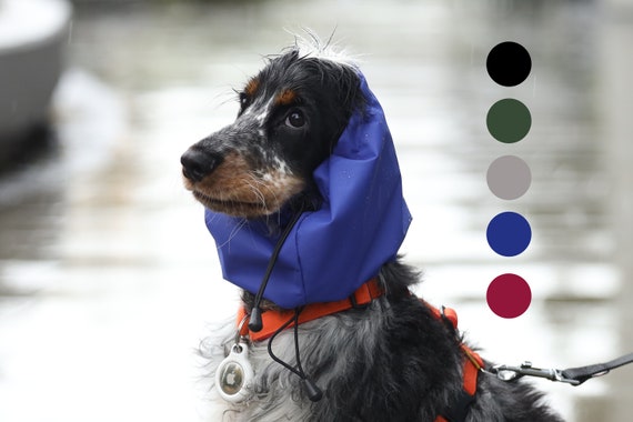 Waterproof top dog hat
